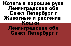 Котята в хорошие руки - Ленинградская обл., Санкт-Петербург г. Животные и растения » Кошки   . Ленинградская обл.,Санкт-Петербург г.